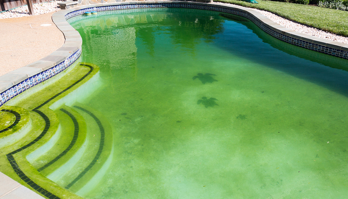 pool algaecide